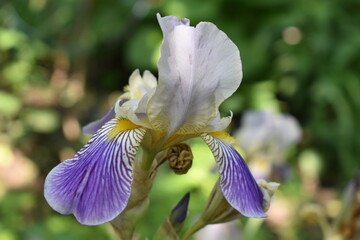 purple iris flower
