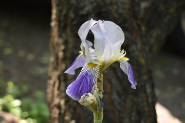 purple iris flower