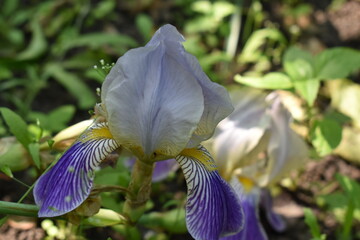 purple iris flower