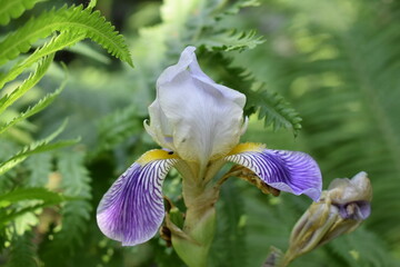 purple iris flower