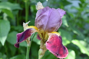 purple iris flower