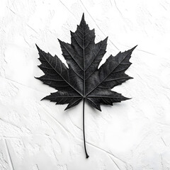 A single dark grey maple leaf lies flat on a textured white background in a top down view