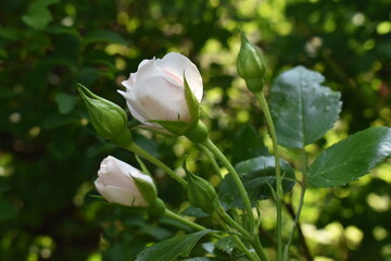 white flowers in the park
