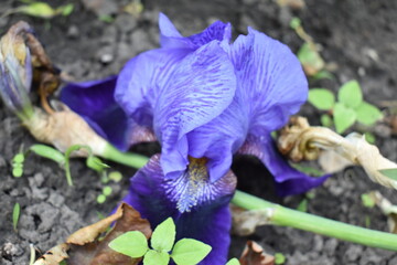 purple iris flower