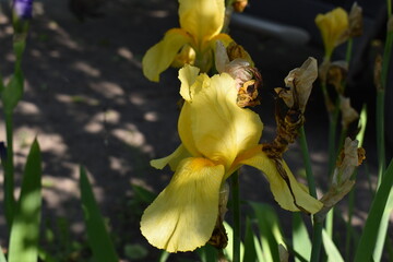 yellow iris flower