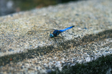 A vibrant blue dragonfly resting on a stone near the train tracks in Pingxi District, New Taipei City Taiwan, captured in 2010.