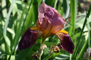 iris in the garden