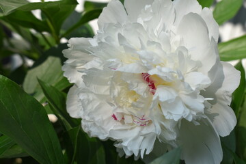 white peony flower