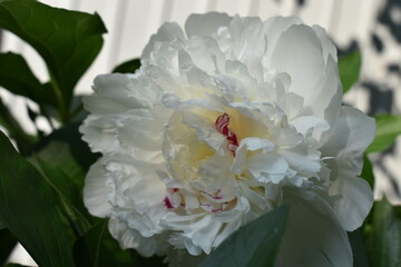white peony flower