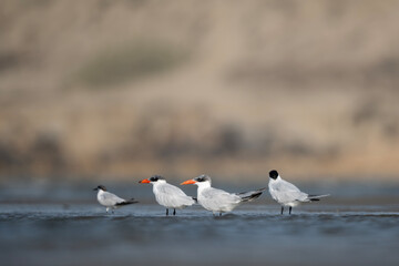 A flock of Caspian Terns rests quietly on a wide open beach