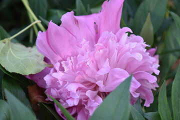 pink and purple flowers