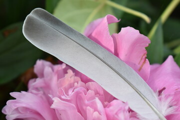 bird feather on a pink flower