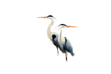 Simple vector illustration, two herons in the reeds, white isolated on a transparent background in PNG format.