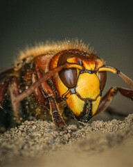 hornet portrait 