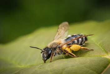 bee with pollen on a leaf