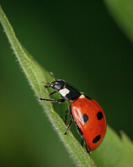 ladybug on a leaf