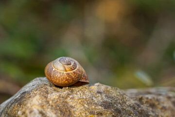 snail on a rock