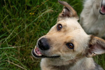 mój kochany kundel podpalany sierściuch 