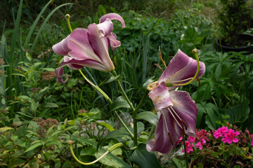 piękny czerwony kwiat w ogrodzie  © rob