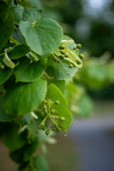 zielone liśice z sielonymi owocami w ogrodzie