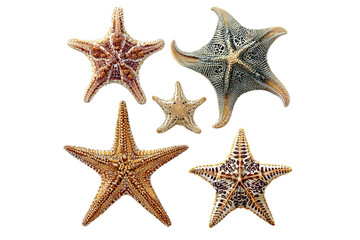 5 different types of sea stars, clip art style, white isolated on a transparent background in PNG format.