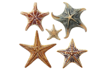 5 different types of sea stars, clip art style, white isolated on a transparent background in PNG format.