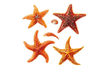 5 different types of sea stars, clip art style, white isolated on a transparent background in PNG format.