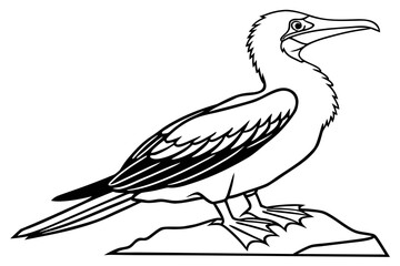 coloring page line art the booby black vector