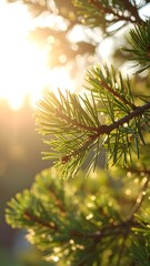 Fototapeta premium Pine branch in sunlight