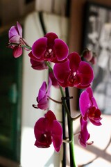 pink orchid