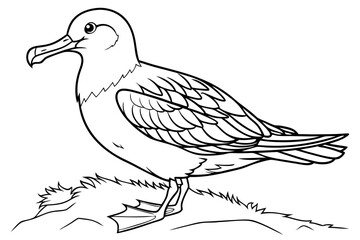 Obraz premium coloring page line art the shear water black vector