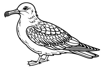 coloring page line art the shear water black vector