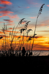 Sea Oats at Sunset