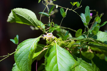 American Beautyberry