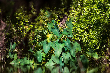 Hillsborough River State Park