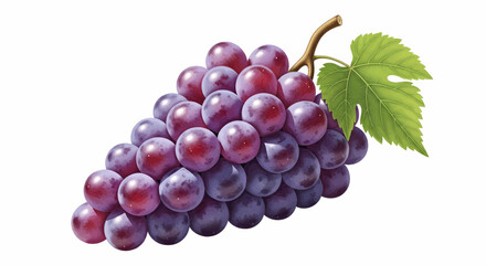 Fototapeta premium Realistic red grapes bunch with a green leaf, detailed vector illustration design.