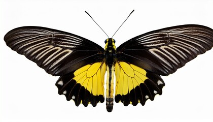 Fototapeta premium a beautiful black and yellow butterfly with a wingspan isolated on transparent background