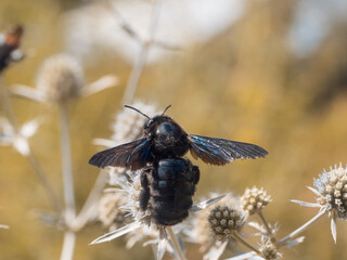 Nahaufnahme einer Blauschwarzen Holzbiene (Xylocopa violacea), die auf einer Blüte der Edeldistel sitzt.