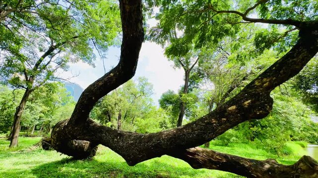 A rain tree arches dramatically in a lush, sunlit garden. The tree's thick, dark trunk curves dramatically close to the ground, creating a natural arch that draws the eye through the composition.