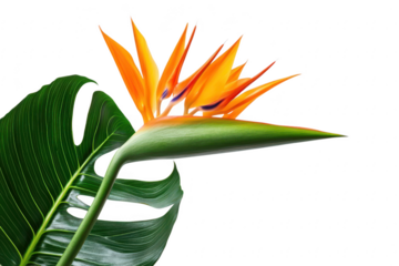 Vibrant orange bird of paradise flower with lush green leaves isolated on transparent background