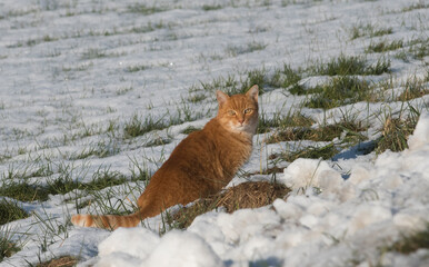 house cat, a popular pet animal