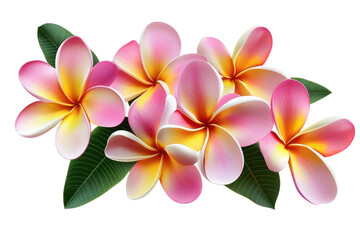 Vibrant tropical plumeria flowers with green leaves in a delicate arrangement isolated on transparent background
