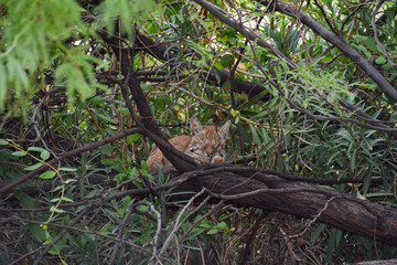 Bobcat kitten resting in tree, Tucson Arizona