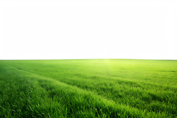 Obraz premium Lush green grass field isolated on transparent background, stretching to the horizon under a bright sunlight, perfect for representing nature