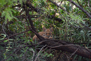 Bobcat kitten resting in tree, Tucson Arizona