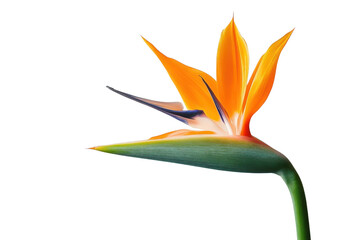 Vibrant orange bird of paradise flower with green sepal and stem isolated on transparent background