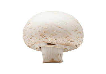 Fresh white button mushroom showcases delicate gills and sturdy stem, perfect for culinary inspiration