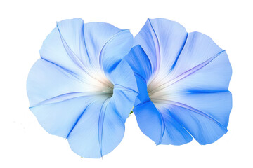Vibrant blue morning glory flowers blooming open with delicate petals and soft centers isolated on transparent background