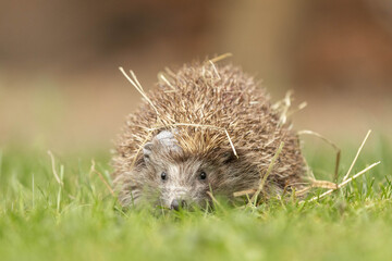 hedgehog in the graden
