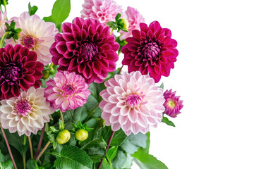 Beautiful arrangement of vibrant dahlia flowers in shades of pink and burgundy isolated on transparent background